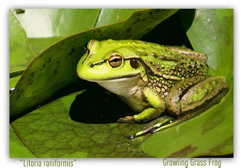 Litoria Raniformis A Growling Grass Frog Native Of Austra Flickr
