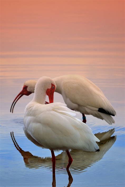 What is ibs and how to treat it. White Ibis | Encased in Symmetry