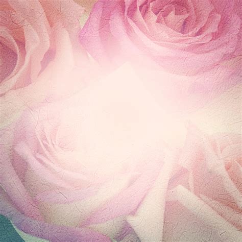 Rose Soft Pink Blur Background Stock Photo 15 Free Download