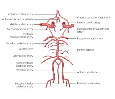 Posterior Vertebral Artery