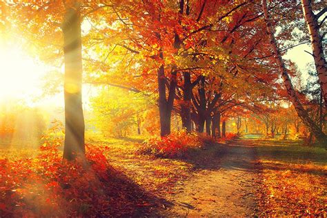 Fall Autumn Park Wall Mural Wallpaper Canvas Art Rocks