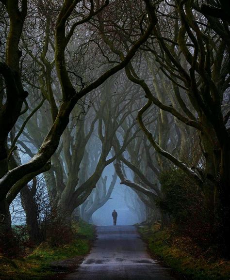 The Dark Hedges Antrim Northern Ireland Rmostbeautiful