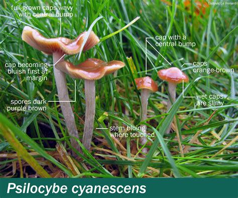 Psilocybe Cyanescens Mushrooms Up Edible And Poisonous Species Of