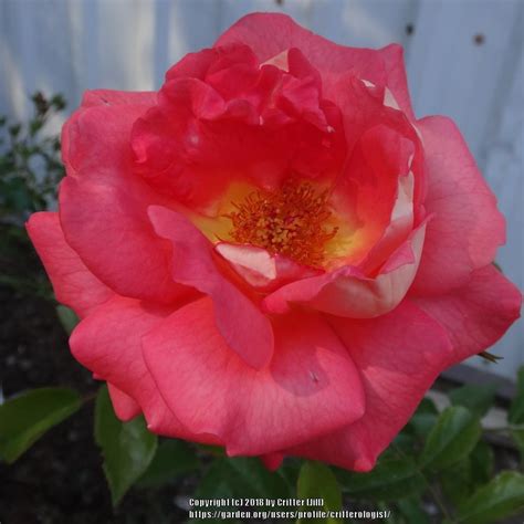 Photo Of The Bloom Of Rose Rosa Summer Sun Posted By Critterologist