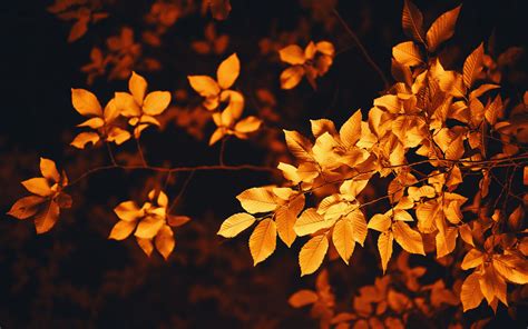 Download Wallpaper 3840x2400 Leaves Branch Autumn Blur Foliage 4k