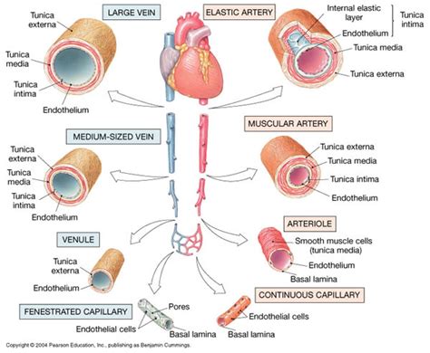 Principles Of Human Anatomy And Physiology Chapter 18 Blood Vessel