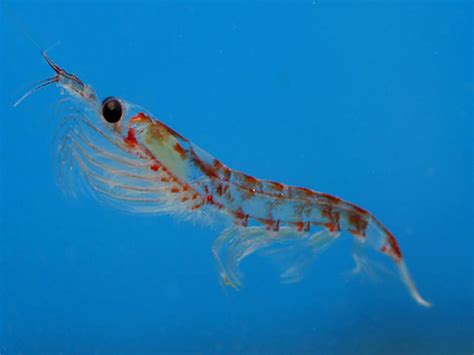 Emerging Technologies Help Scientists Tune In To Krill Eos