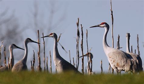 Tennessee Wildlife Authorities Will Decide Fate Of Sandhill Cranes This