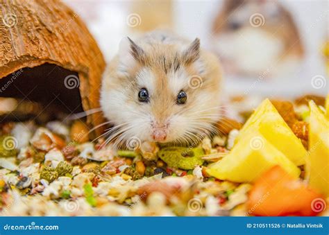 Hamster De Roborovski Photo Stock Image Du Fermer Chéri 210511526