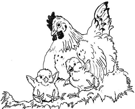 Hens And Chicks Coloring Pages Chicken Art