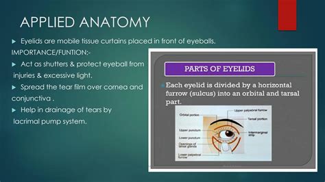 Solution Anatomy Of Eyelids Studypool