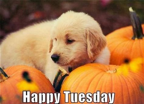 Puppy Pumpkin Happy Tuesday Pictures Photos And Images For Facebook