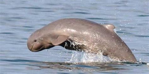 Irrawaddy Dolphin Information And Picture Sea Animals