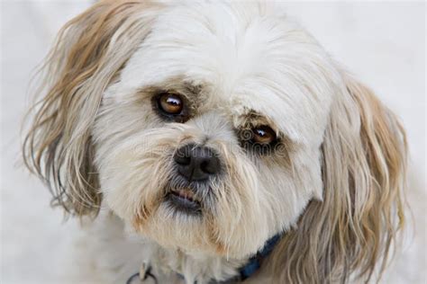 Shih Tzu Puppy Dog Eyes Stock Image Image Of White Adorable 10457829