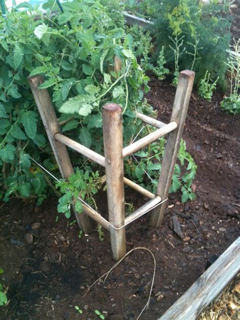 Bar Stool To Tomato Plant Support Tomato Plants Support Garden
