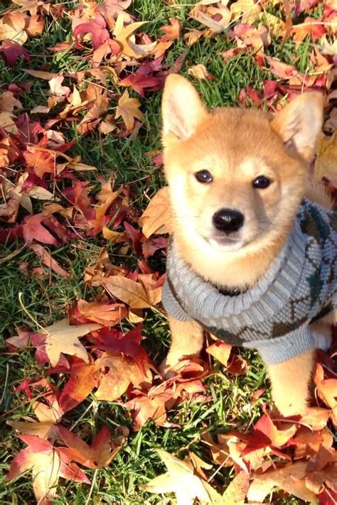 My friend finally brought his shiba puppy home and i'm dying. genji | Cute puppies, Cute animals, Puppies