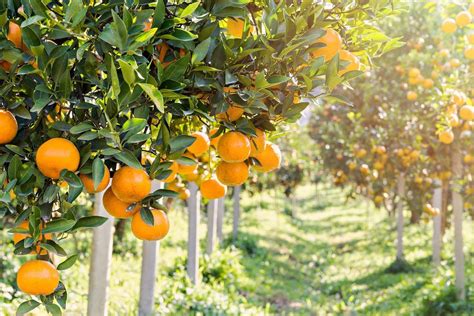 Zone 9 Citrus Trees Growing Citrus In Zone 9 Landscapes Citrus