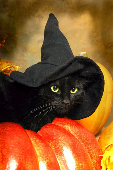 Image Cats Hat Black Pumpkin Halloween Animal