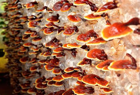 Reishi Mushroom Ganoderma Lucidum Healingmaps