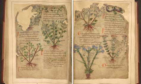 Descubre la mejor forma de comprar online. Libro de hierbas medicinales de 1000 años de antigüedad ...