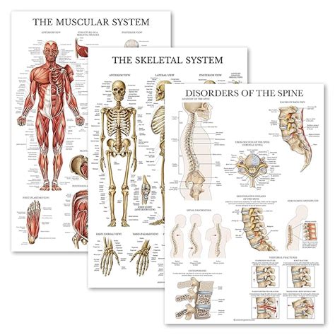 Buy 3 Pack Muscular System Skeletal System Disorders Of The Spine