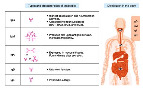 types of antibodies mbl life science japan