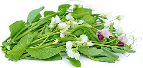 Pea Tendril Blossoms Information Recipes And Facts