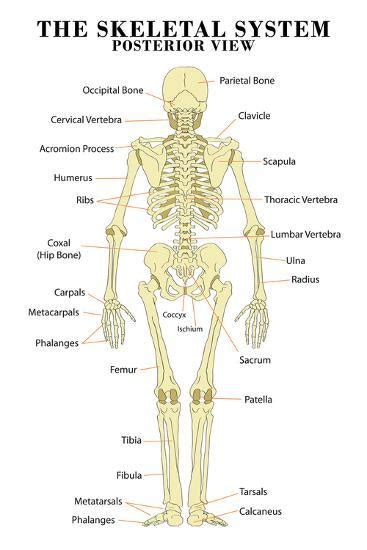 The Skeletal System Posterior View Anatomical Chart Scientific Poster