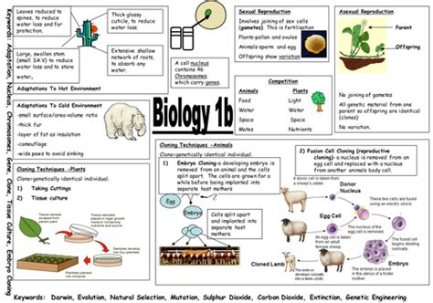 41 Biology B1 Gcse Revision Aqa Gcse 9 1 Biology B3 Revision Sheets