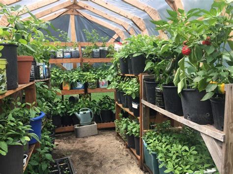 Growing Vegetables In Greenhouse In 2020 Backyard Greenhouse