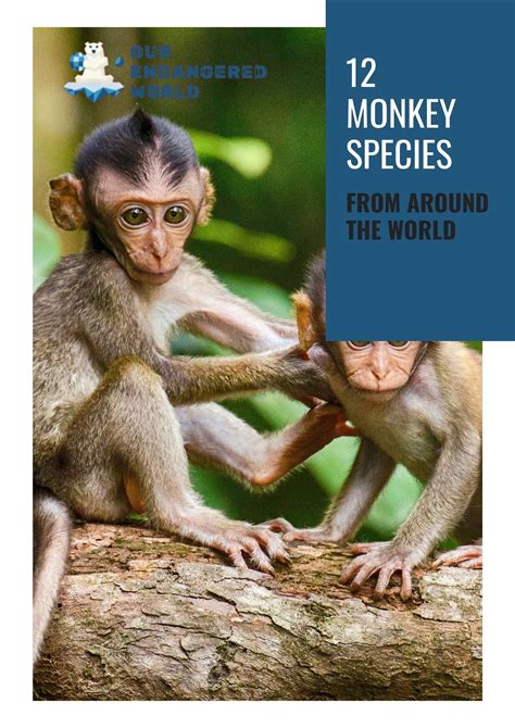 12 Types of Monkeys from Around the World in 2021 | Types of monkeys, Monkey species, Monkey types