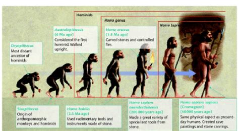 Evolution From Early Hominids Via Homo Habilis Tools Of Stone Via