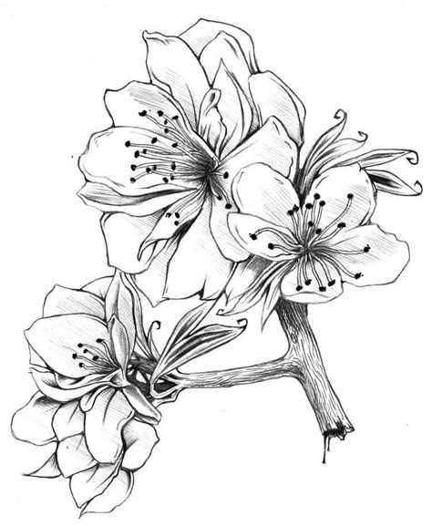 25 Beautiful Flower Drawing Information And Ideas Brighter Craft