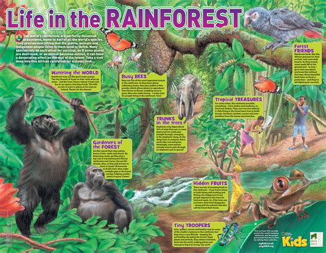 Rainforest Animals Fact Files Ks2 Rainforest Animal