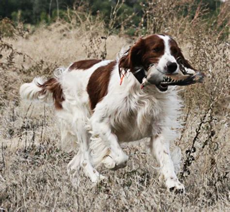 Irish Red And White Setter Pet Your Dog