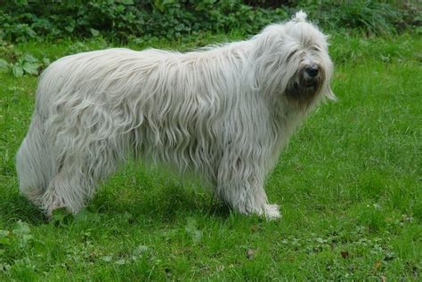 South Russian Ovcharkha Dog Breed Standards