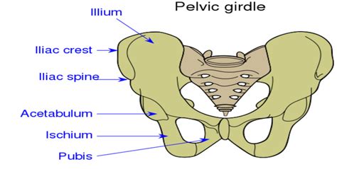 Pelvic Bone Anatomy Unlabeled Diagram