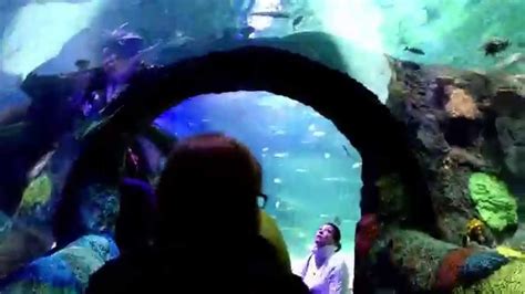 Sea Life Aquarium Michigan At Great Lakes Crossing Youtube