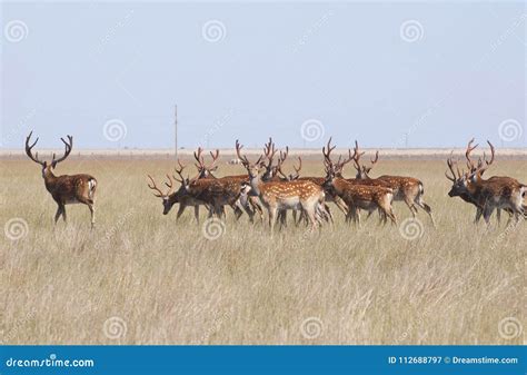 A Herd Of Deer Grazing In The Steppe Stock Image Image Of Mammal