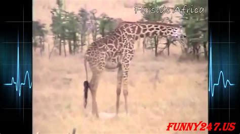 Giraffe Kills Lion By Kicking Lion Youtube