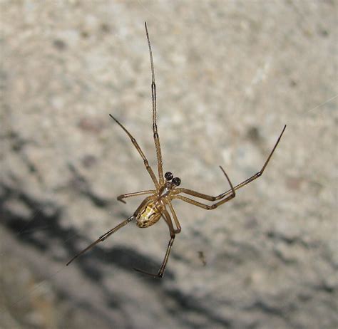 Male Black Widow Facts Pictures And Differences With Females