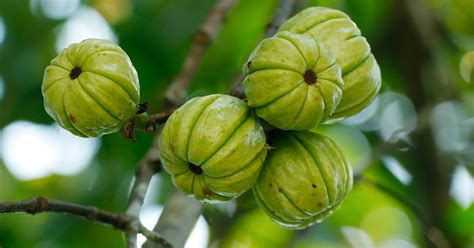 29 things you didn t know about garcinia cambogia