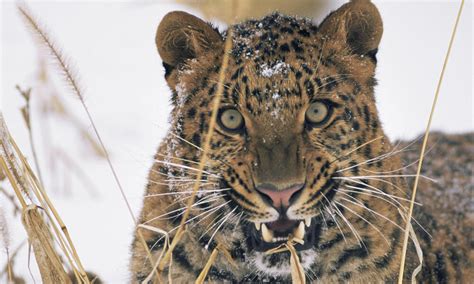 How Fast Are Amur Leopards And 9 Other Amur Leopard Facts Stories Wwf
