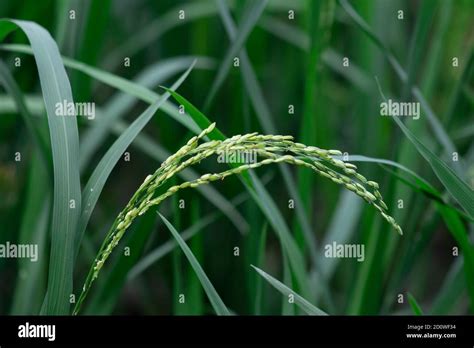Single Rice Plant Hi Res Stock Photography And Images Alamy