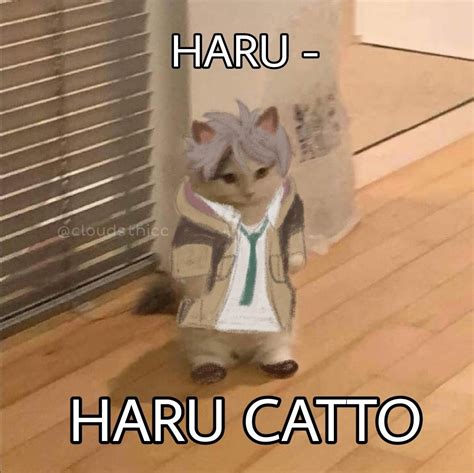 I Present To You Haru Catto Anime Memes Funny Anime Funny Cat Icon