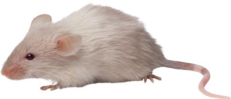 Mouse Animal Png 10 Free Cliparts Download Images On Clipground 2024