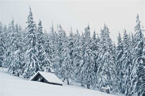 Premium Photo Wooden House At Pine Trees Covered By Snow On Mountain
