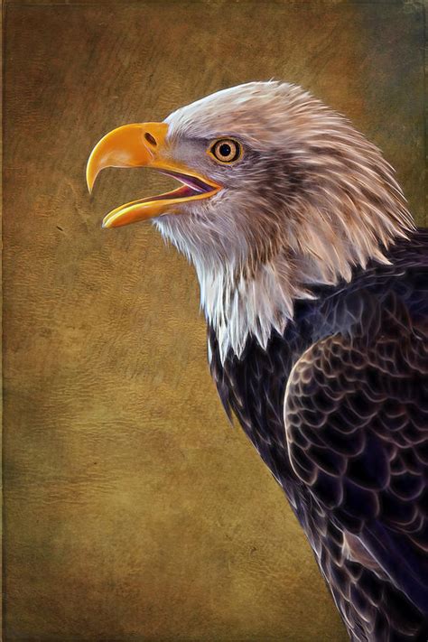 Eagle On Lookout Photograph By Bill And Linda Tiepelman Fine Art America