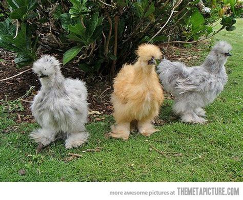 Real Life Chocobos Animals To Cute Pinterest