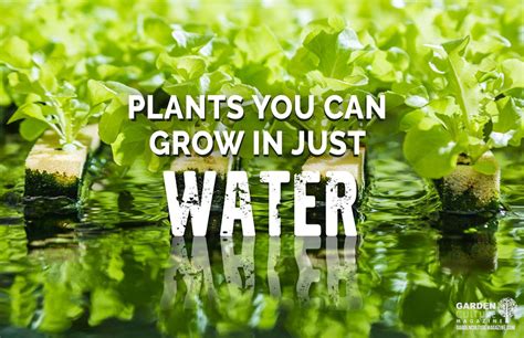 Plants You Can Grow In Just Water Garden Culture Magazine